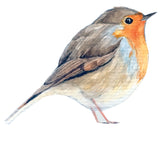 Robin Wall Sticker - Decal for Porch Hallway Glass
