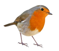 Robin Wall Sticker - Decal for Porch Hallway Glass